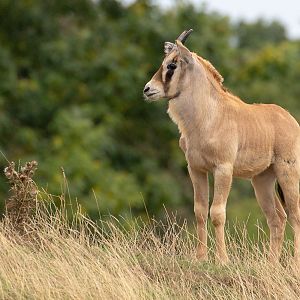 Gemsbok : Whipsnade : 27 Aug 2018