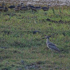 Great thick-knee (+ Lesser whistling ducks)