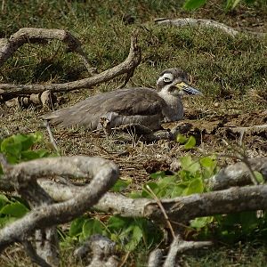 Great thick-knee