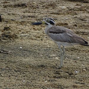 Great thick-knee