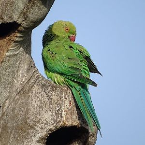 Rose-ringed parakeet