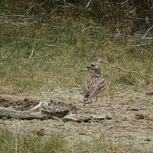Indian thick-knee
