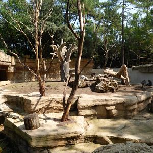 New Mandrill Exhibit