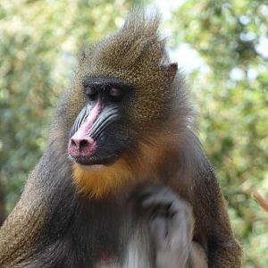 Mandrill
