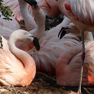 Chilean Flamingos Nesting