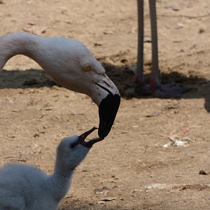 Chilean Flamingo Feeding Chick
