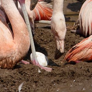 Chilean Flamingo Egg