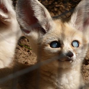 Fennec Foxes