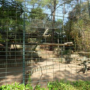 Sri Lankan Leopard Exhibit