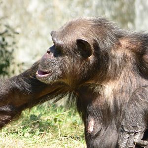Adult Chimpanzee
