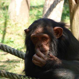 Young Chimpanzee