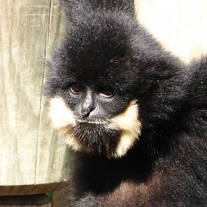 White-Cheeked Gibbon
