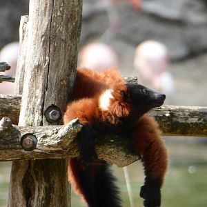 Red-Ruffed Lemur