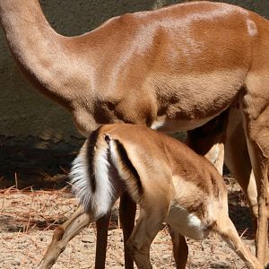 Impala fawn suckling