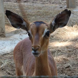 Impala Fawn