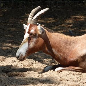 Blesbok Female
