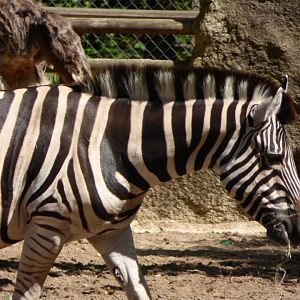 Plains Zebra Female