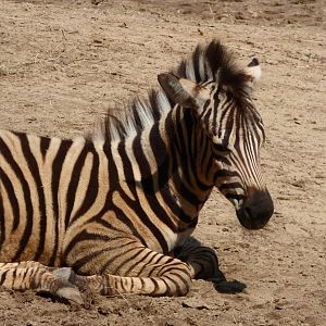 Plains Zebra Foal
