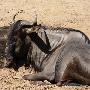 Wildebeest, Brindled?