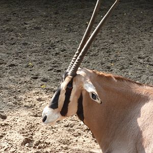 Biesa Oryx
