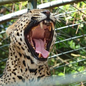 Sri Lankan Leopard Yawn