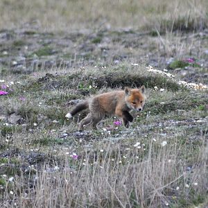 Red Fox kit - Alaska
