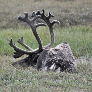 Caribou - Alaska