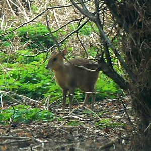 Reeve's Muntjac