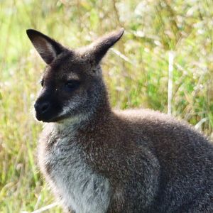 Bennet's Wallaby