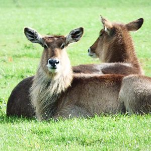 Waterbuck females