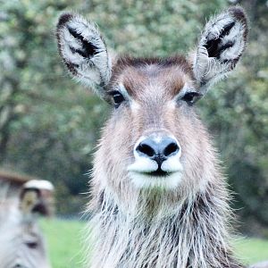 Waterbuck female