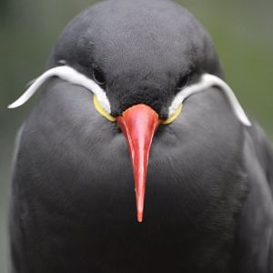 Larosterna inca staredown