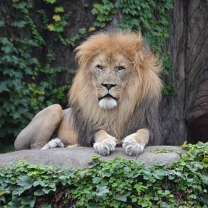 Sahar, the King of Chicago (Panthera leo)
