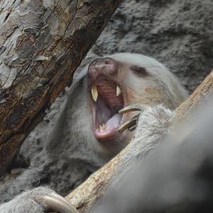 Choloepus hoffmanni mid-yawn