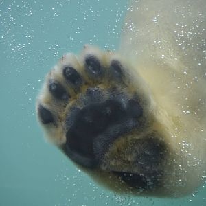 High "Paw" from Siku (Ursus maritimus)