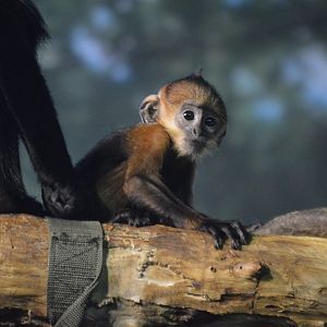 Lloyd, the five month-old Trachypithecus francoisi