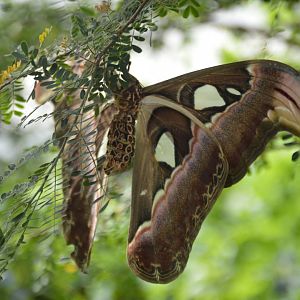 Attacus atlas