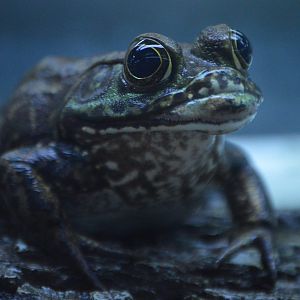 Lithobates clamitans melanota