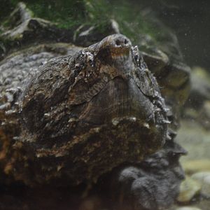 Macrochelys temminckii