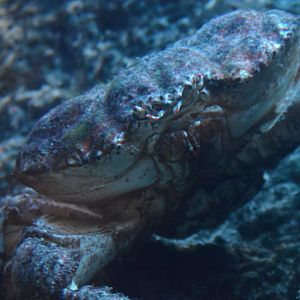 Pseudocarcinus gigas