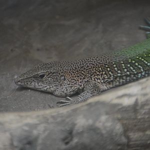 Ameiva ameiva