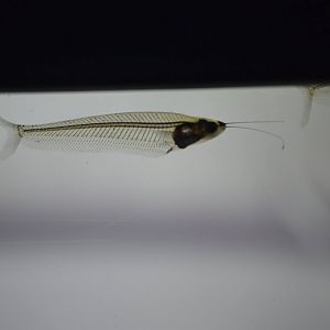 Kryptopterus vitreolus