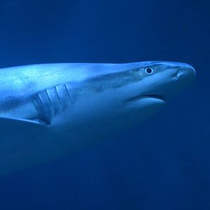 Carcharhinus melanopterus