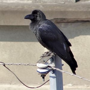 Japanese carrion crow