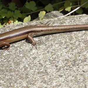Skink (Japan)