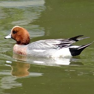 Eurasian wigeon   (Japan)