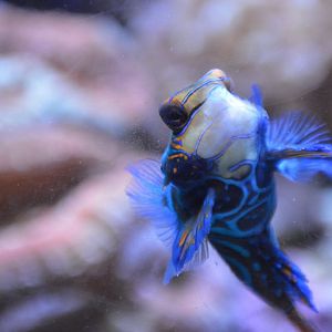 Synchiropus splendidus