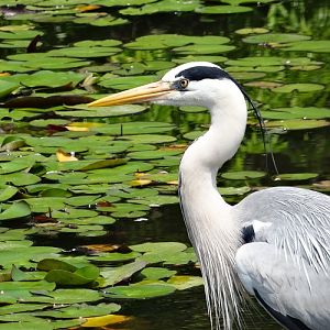 Grey heron (Japan)