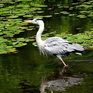 Grey heron