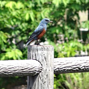 Blue rock thrush